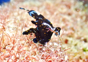 クマドリカエルアンコウ