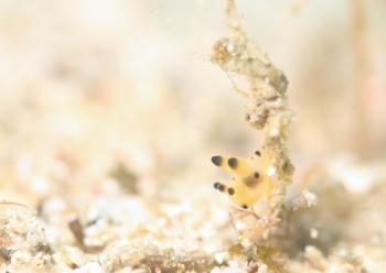 カンナツノザヤウミウシ