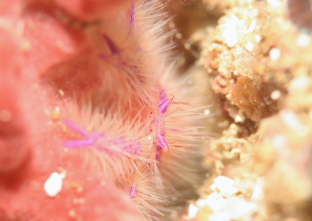 サクラコシオリエビ