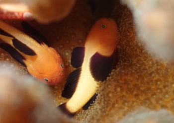 パンダダルマハゼ