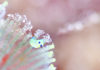 ミドリリュウグウウミウシ