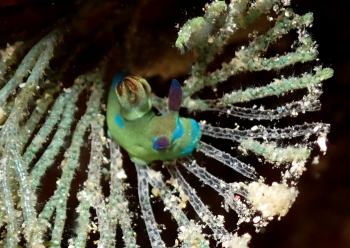 ミドリリュウグウウミウシ