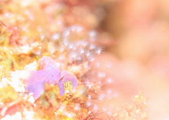 ウミヒドラの仲間