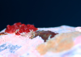 ネアカミノウミウシ