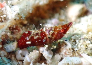 ラトレウテス・ビコルニス