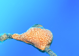 アヤトリカクレエビ