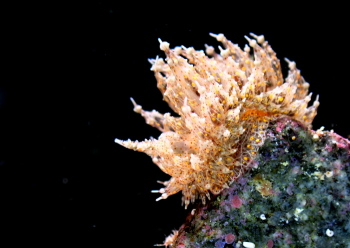 タマガワコヤナギウミウシ