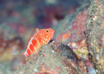 オシャレハナダイ