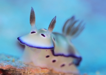 マダライロウミウシ