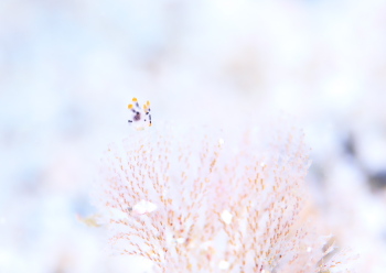 ツノザヤウミウシ