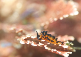 プラキダ・バラクオバマイ