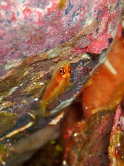 ヒメニラミベニハゼ