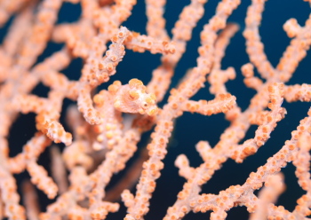 ピグミーシーホース