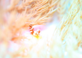 イソギンチャクモエビ