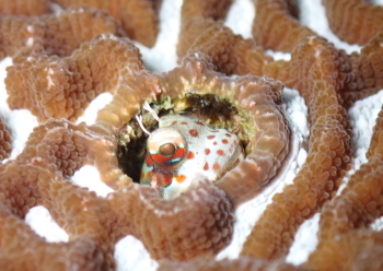 モンツキカエルウオ