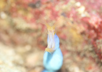 ハナヒゲウツボ