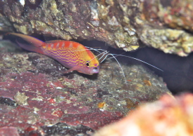 アサヒハナゴイ