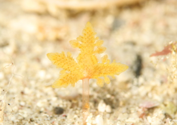 カエデコケムシ