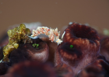 ハクセンミノウミウシの仲間