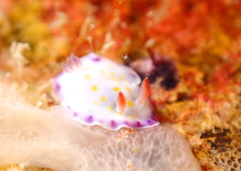 ヒメコモンウミウシ