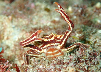 トゲコマチガニ