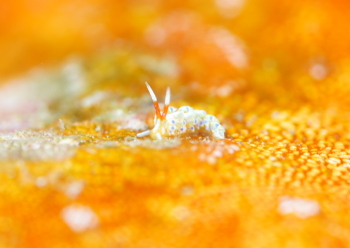 アオセンミノウミウシ