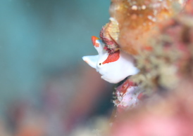 クマドリカエルアンコウ