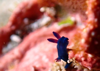 ミドリリュウグウウミウシ