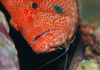 アカシマシラヒゲエビ