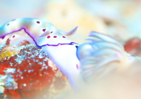 マダライロウミウシ