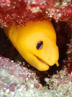 ゴールデンイールモレイ