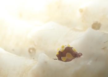 トンプソンコトリガイ