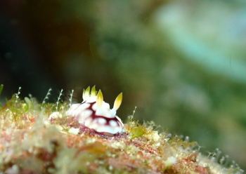 キカモヨウウミウシ