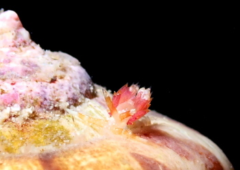 ガヒミノウミウシ