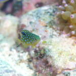 ルリホシスズメダイ