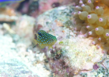 ルリホシスズメダイ