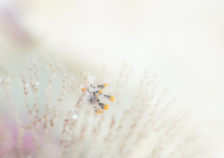 ツノザヤウミウシ