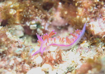 セスジミノウミウシ