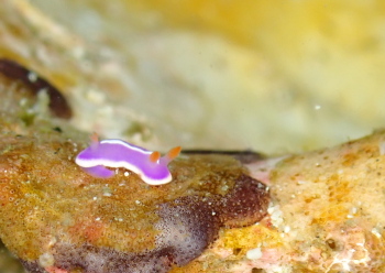 フジイロウミウシ