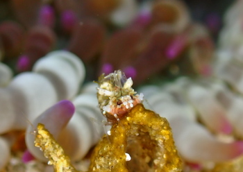 サガミツノメエビ