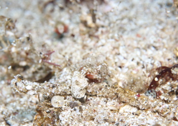 サガミツノメエビ