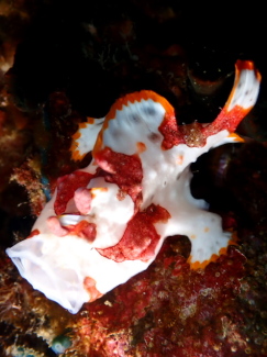 クマドリカエルアンコウ