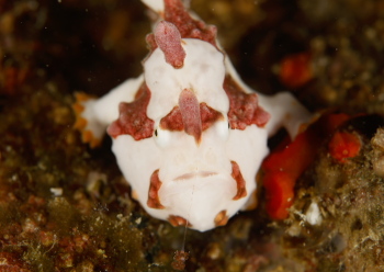 クマドリカエルアンコウ