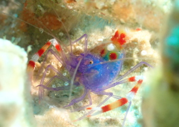 バイオレットボクサーシュリンプ