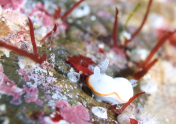 ボンボリイロウミウシ