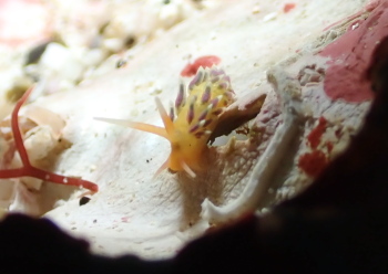 フジエラミノウミウシ