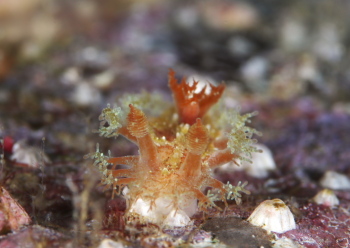 シロエダウミウシ