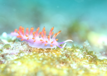 ルージュミノウミウシ