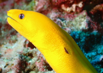 ゴールデンイールモレイ