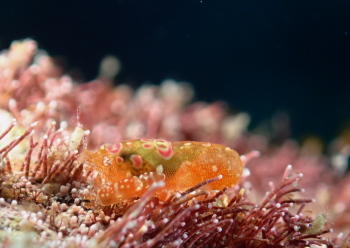 ホヤカクレエビ